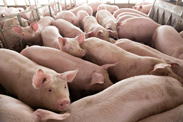 Sắp tới sẽ nhập khẩu lợn sống từ các nước vào VN
