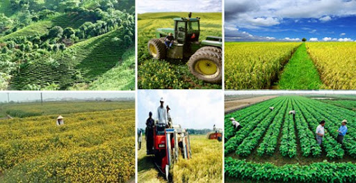 Chú trọng phát triển nông nghiệp, nông thôn, Nghị quyết 129/NQ-CP