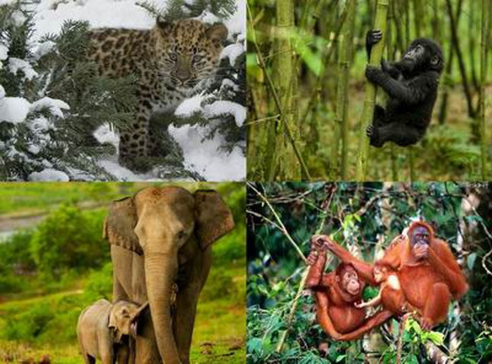xác định động vật, thực vật hoang dã đang bị đe dọa tuyệt chủng, Nghị định 160/2013/NĐ-CP